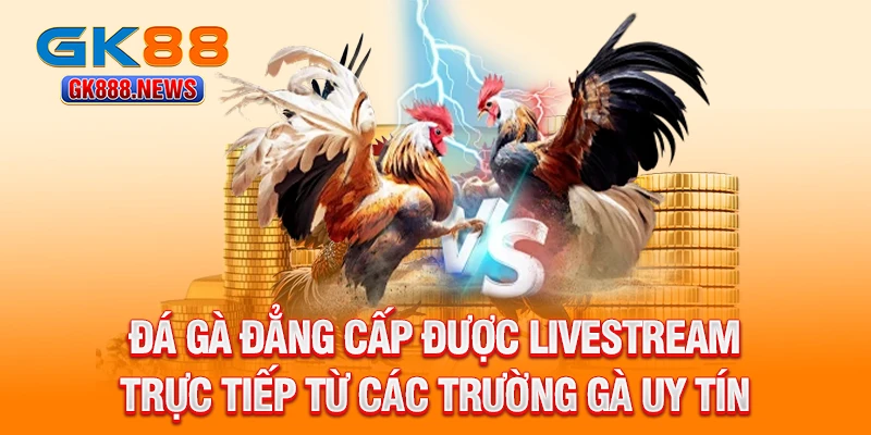 da-ga-dang-cap-duoc-livestream-truc-tiep-tu-cac-truong-ga-uy-tin